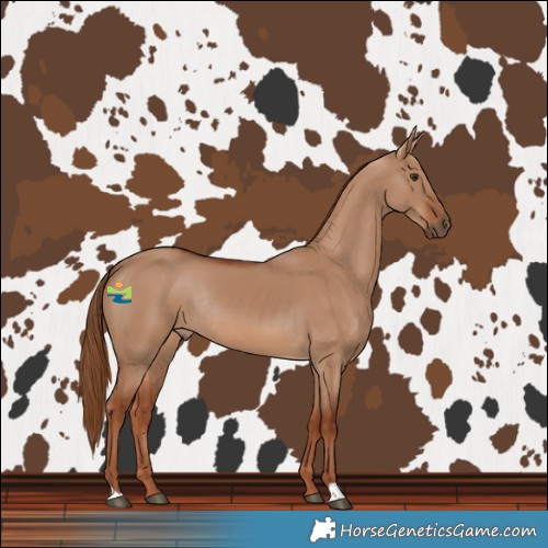 Horse Color:Red Dun Rabicano 