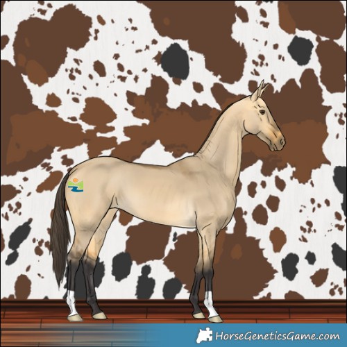 Horse Color:Buckskin Dun 
