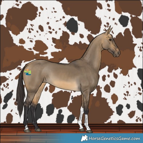 Horse Color:Buckskin Dun Tobiano Rabicano 