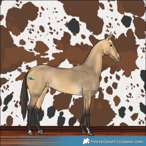Horse Color:Buckskin Dun 