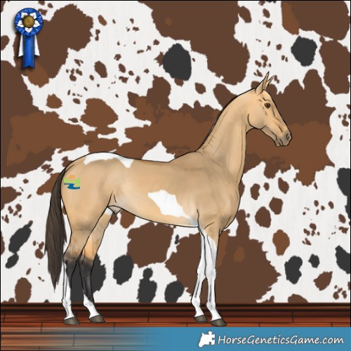 Horse Color:Buckskin Dun Tobiano Rabicano 