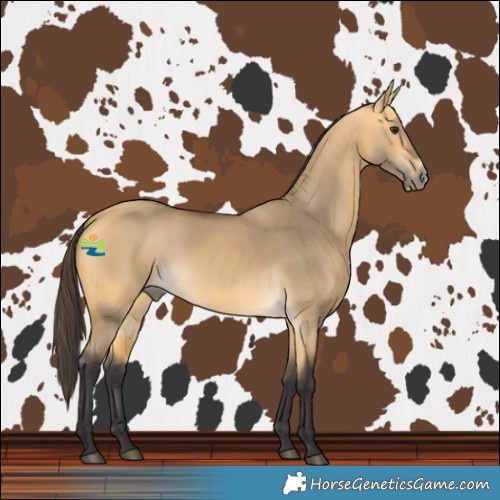Horse Color:Buckskin Dun 