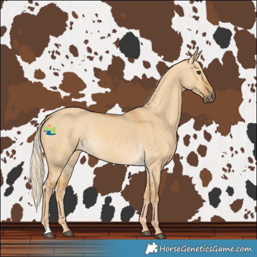Horse Color:Palomino Dun Rabicano 