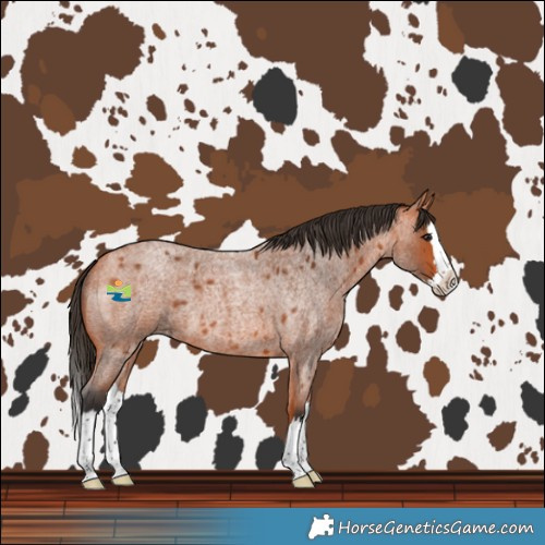 Horse Color:Bay Roan Splash 