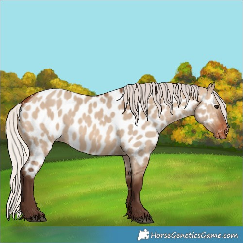 Horse Color:Silver Brown Dun Near Leopard 
