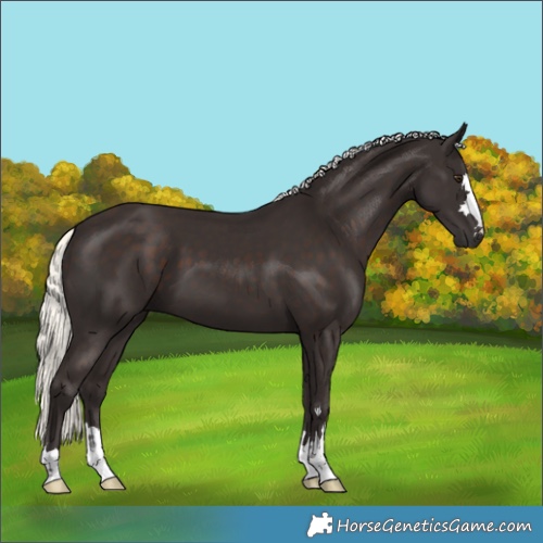 Horse Color:Liver Chestnut Mushroom 