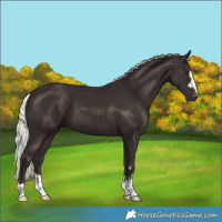 Horse Color:Liver Chestnut Mushroom