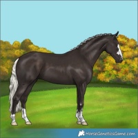 Horse Color:Liver Chestnut Mushroom 