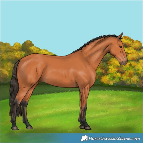 Horse Color:Bay 