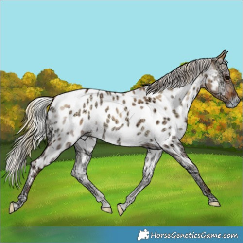 Horse Color:Plaid  Silver Bay Ice Onyx Appaloosa 