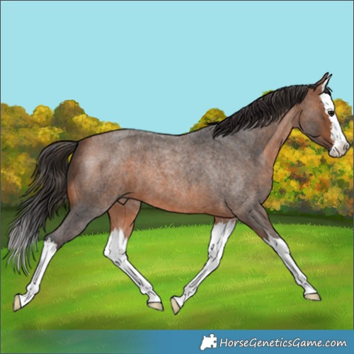 Horse Color:White Spotted Bay Roan Splash