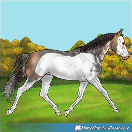 Horse Color:Buckskin Sabino Splash Frame 