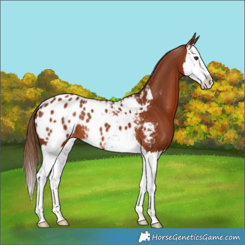 Horse Color:Chestnut Splash Appaloosa 