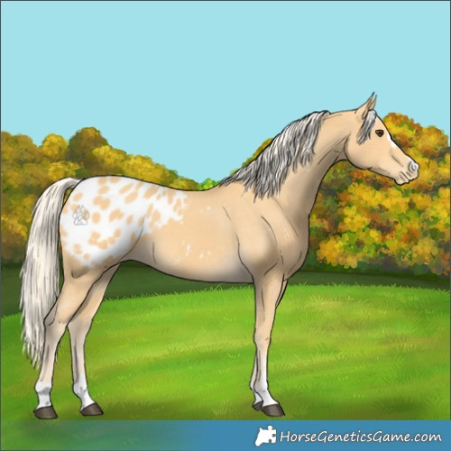 Horse Color:Palomino Appaloosa