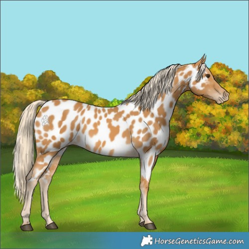 Horse Color:Palomino Appaloosa 