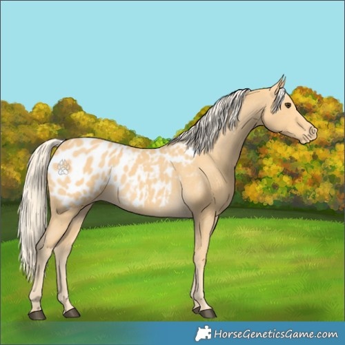 Horse Color:Palomino Appaloosa