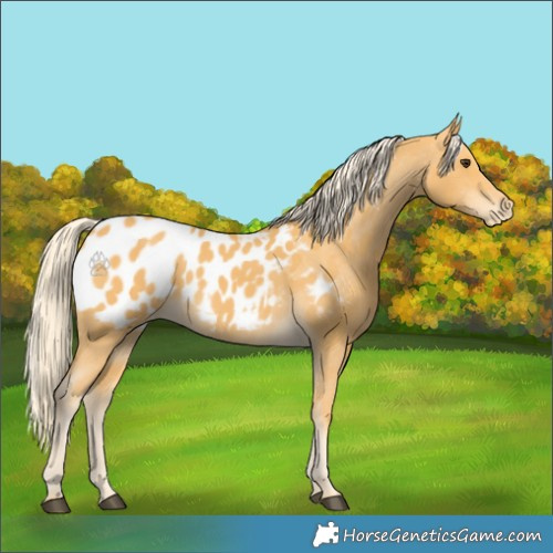 Horse Color:Palomino Appaloosa