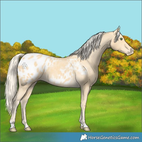 Horse Color:Gold Cream Champagne Appaloosa 