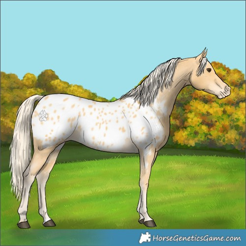 Horse Color:Palomino Appaloosa 