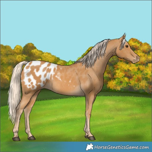 Horse Color:Palomino Appaloosa 