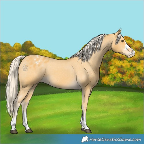 Horse Color:Palomino Appaloosa