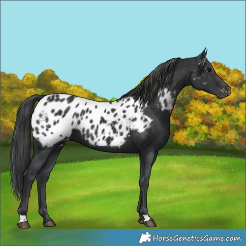 Horse Color:Black Appaloosa 