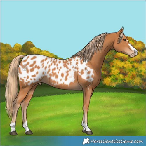 Horse Color:Chestnut Blanket 