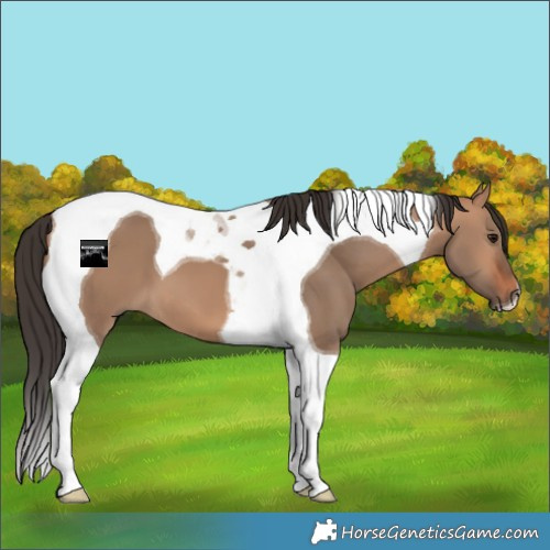 Horse Color:Bay Dun Tobiano 