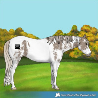 Horse Color:Gray Silver Grullo Sabino Tobiano