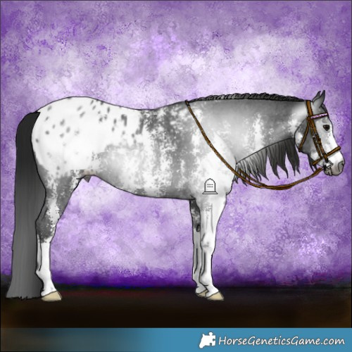 Horse Color:Gray Black Sabino Appaloosa Rabicano 