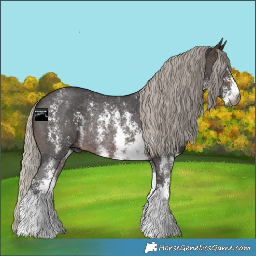 Horse Color:Gray Silver Brown Sabino Rabicano