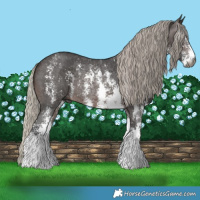 Horse Color:Gray Silver Brown Sabino Rabicano