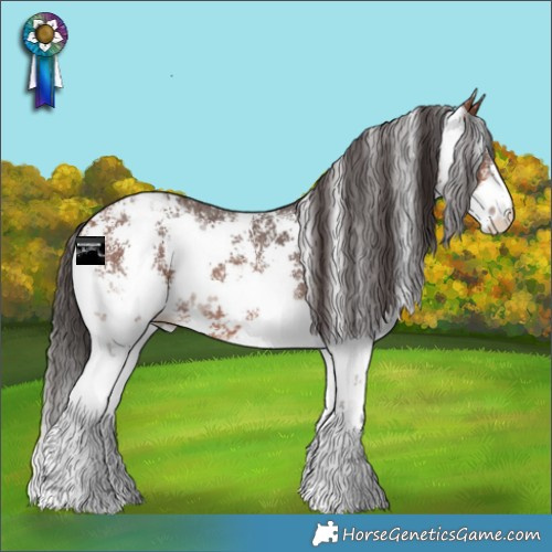 Horse Color:Bay Sabino Appaloosa