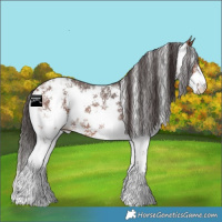Horse Color:Bay Sabino Appaloosa