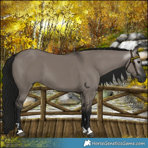 Horse Color:Gray Grullo 
