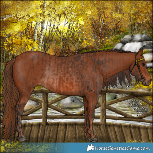 Horse Color:Bay Rabicano  and Chestnut Rabicano 