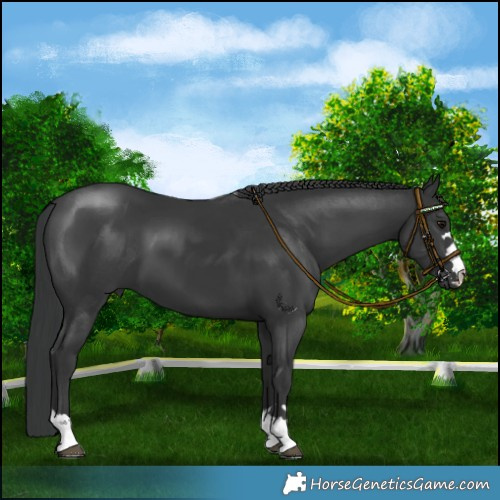 Horse Color:Black 