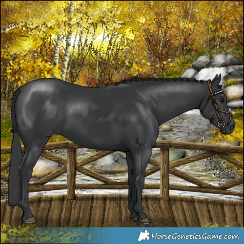 Horse Color:Black 