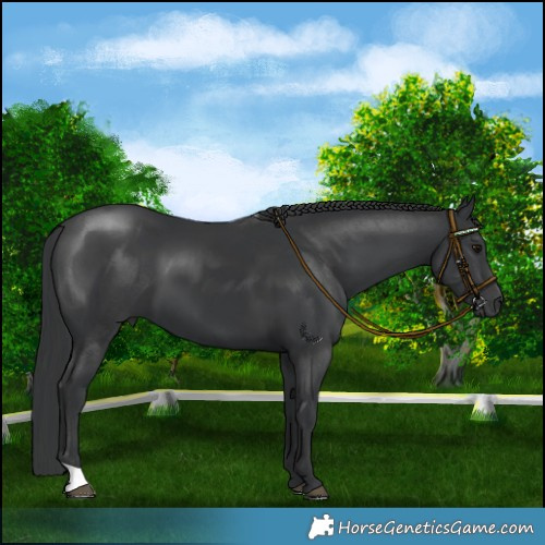 Horse Color:Black 