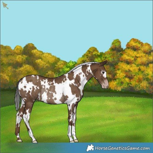 Horse Color:Gray White Spotted Classic Champagne Rabicano 