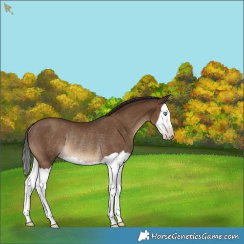Horse Color:Gray Classic Champagne Splash Rabicano 