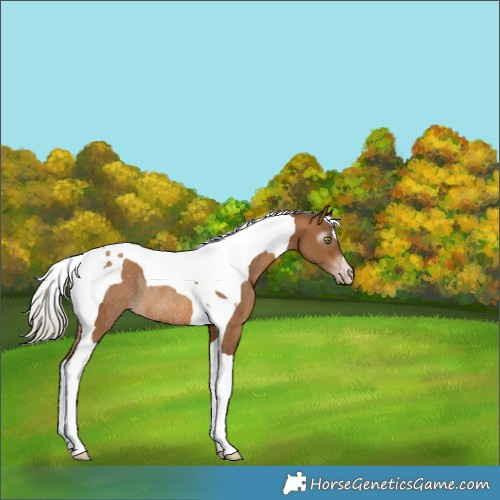 Horse Color:Gray Silver Amber Champagne Tobiano Rabicano 