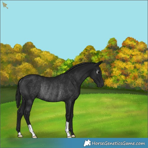 Horse Color:Gray Black Rabicano 