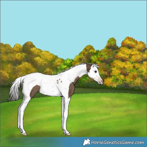 Horse Color:Gray Classic Champagne Splash Tobiano Rabicano 