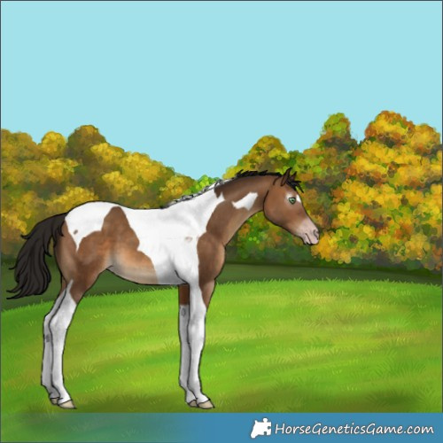 Horse Color:Gray Amber Champagne Tobiano 
