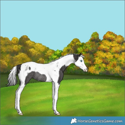 Horse Color:Smoky Black Splash Tobiano Rabicano 