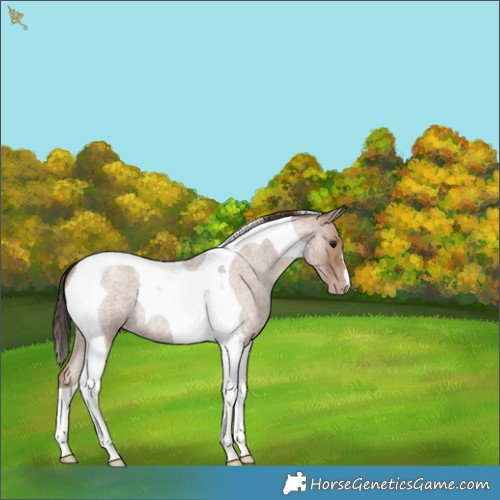 Horse Color:Classic Champagne Roan Tobiano 