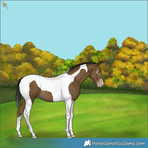 Horse Color:Gray Classic Cream Champagne Tobiano 