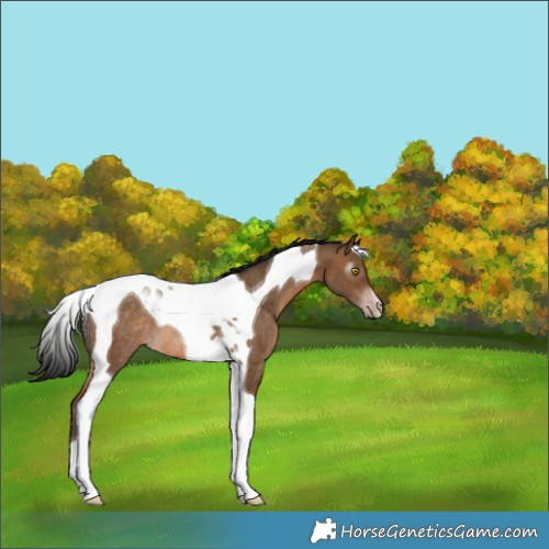 Horse Color:Gray Amber Champagne Tobiano Rabicano 
