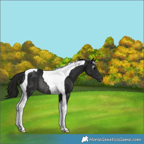 Horse Color:Gray Black Tobiano Rabicano 
